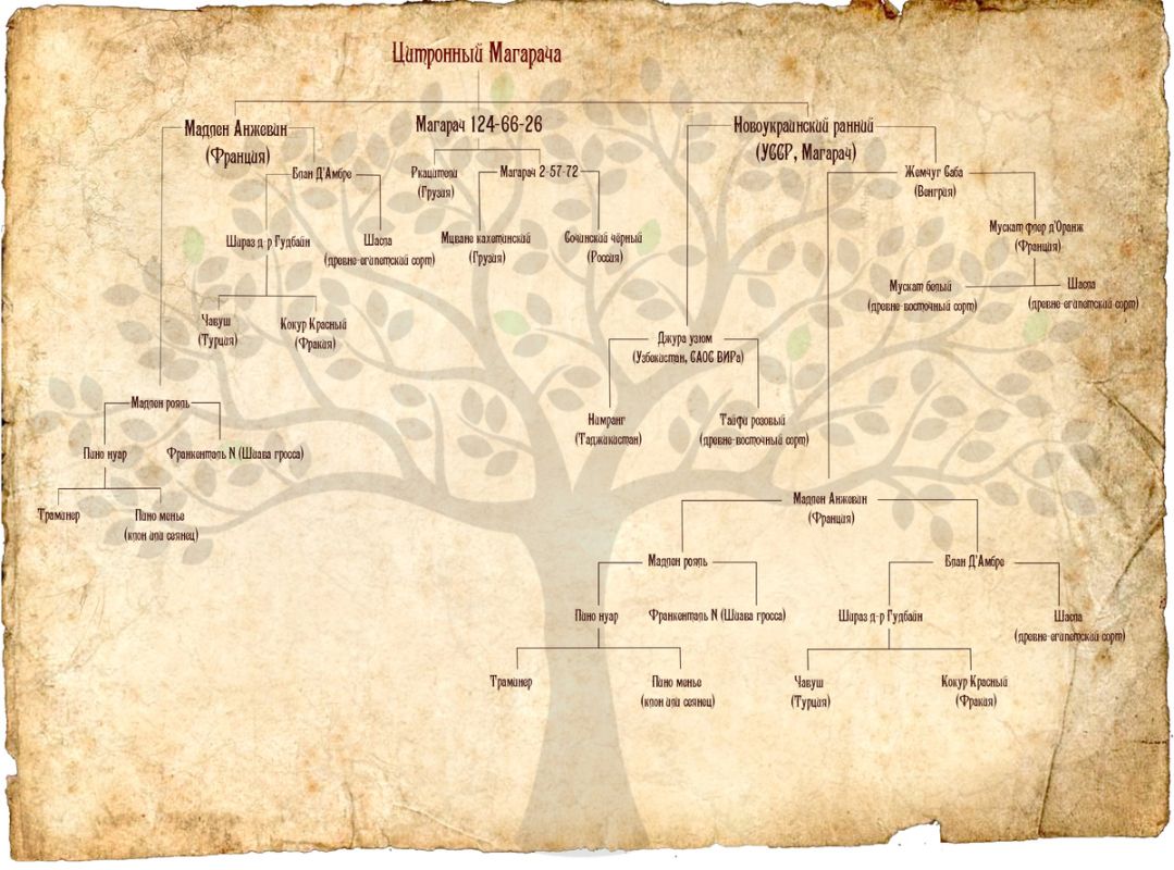 Цитронный Магарача: унаследованная история и современные эксперименты