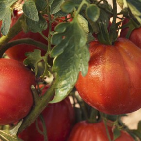 ������ ����� ������� ��� ������ �������