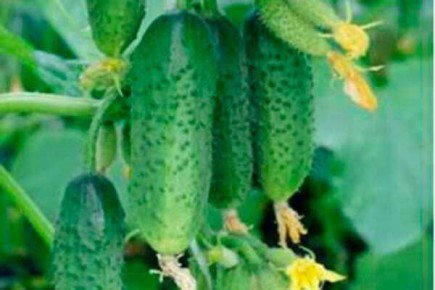 ��� ��������� ��������� ������ ������: ������� � ������