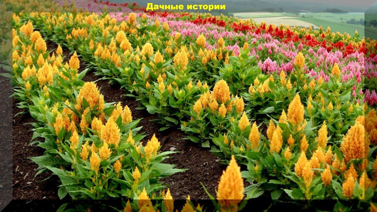 Амарант: от древней священности до современного чуда сада