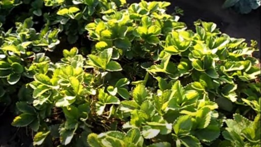 ��� ��������� ������ �������� �� �������: ������ ���������