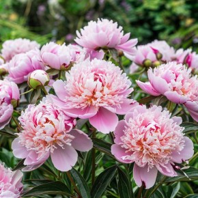 ����� ��� ������� ���������: ���� ������, ������� ����� ���������