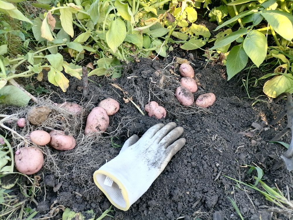 Пробуем разные сорта раннего картофеля