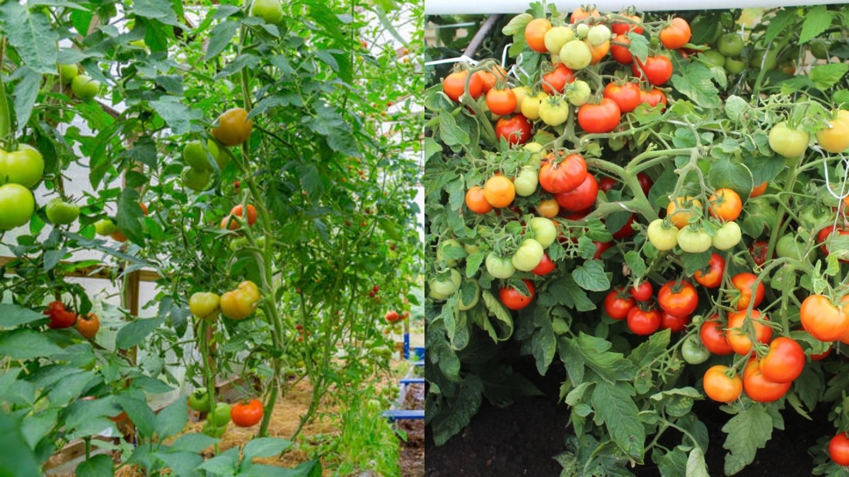 Непасынкующиеся томаты: секрет простоты и урожайности для дачников