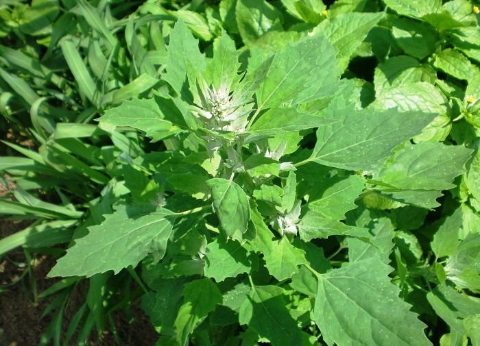 Как избавиться от сорняков: экологически чистые решения для вашего сада