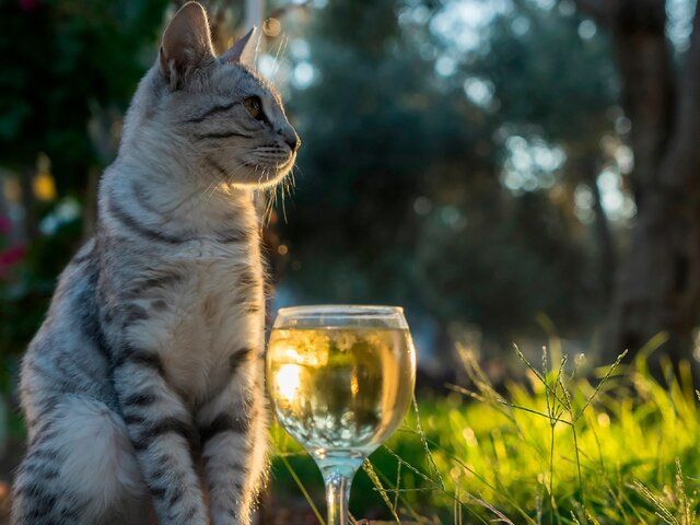 В Новой Зеландии запустили уникальное вино для домашних питомцев
