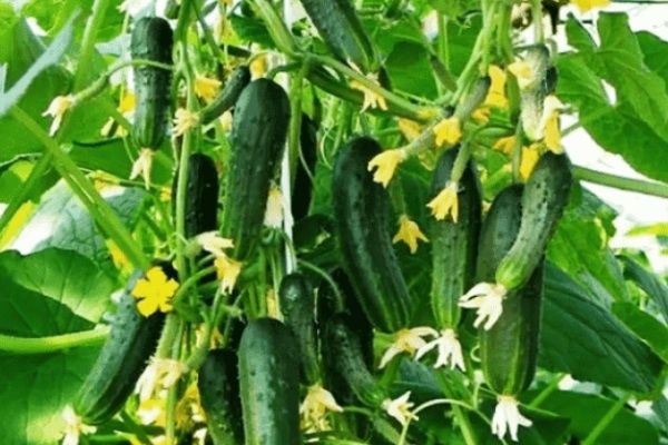 Огурцы сорта Обильный: секреты успешного выращивания и неотразимый вкус