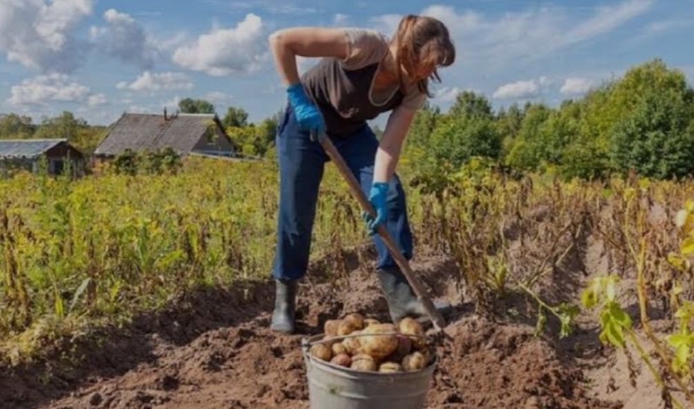 Когда стоит копать картофель: советы для огородников