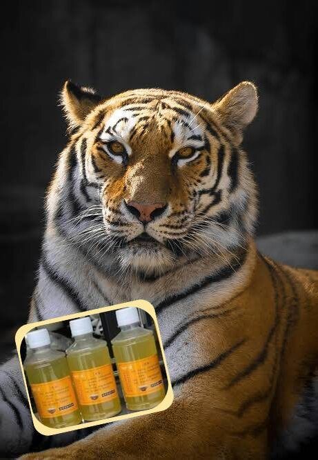 Забавная находка: зоопарк продаёт тигриную мочу как средство от артрита