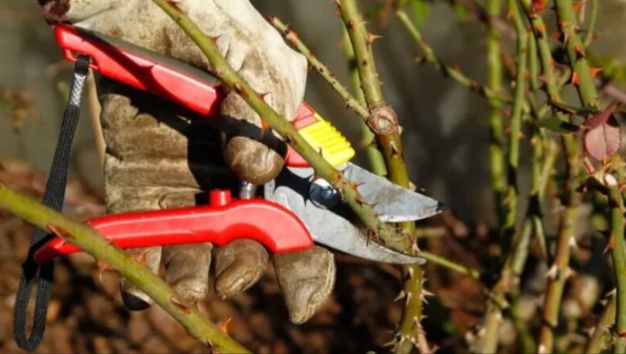 ������� ������� ���: ���� � ������