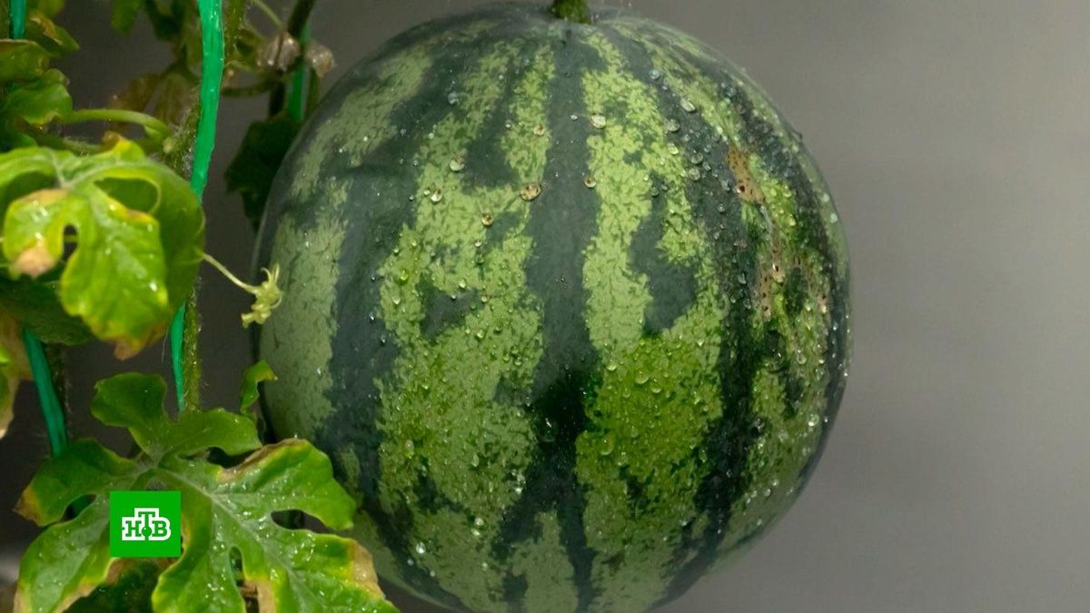 Арбузы в Антарктиде: уникальный эксперимент на российской станции