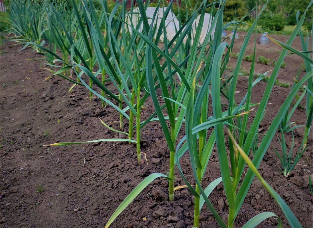 ��� ���������� ������ ������ �������: �������� ��������� � ���