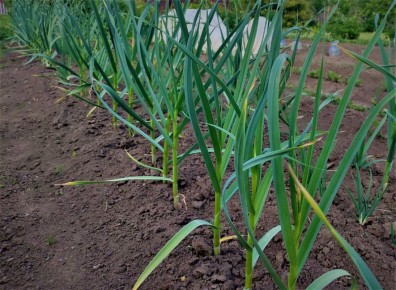 Как обеспечить мощный урожай чеснока: хитрости подкормки в мае