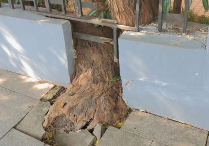 Какие деревья могут навредить вашему саду: советы по выбору