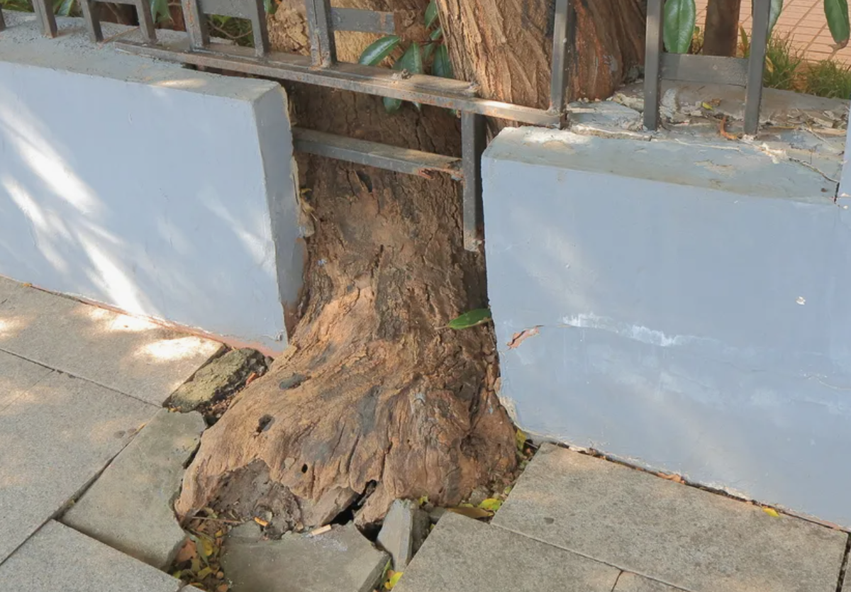 Какие деревья могут навредить вашему саду: советы по выбору