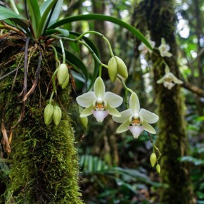 Орхидеи на древесных спилах: как создать тропический уголок у себя дома