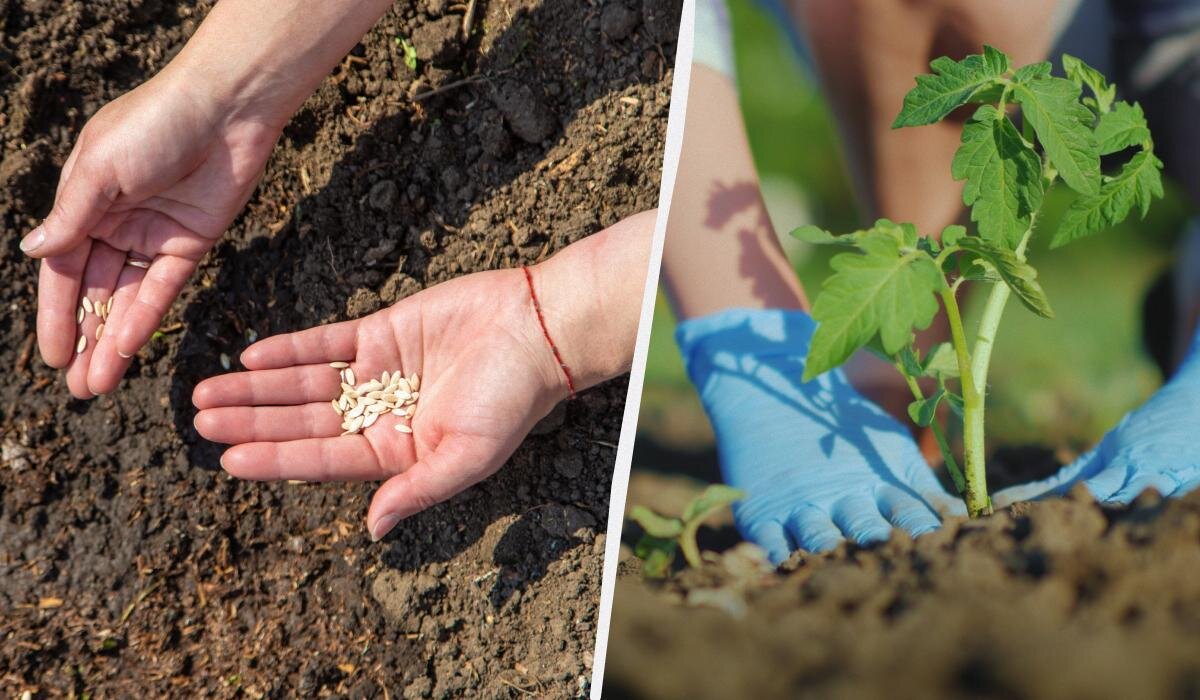 Что успеть посадить в огороде до конца мая: советы огородников