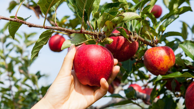 Секреты осенней подкормки для получения великолепного урожая яблок