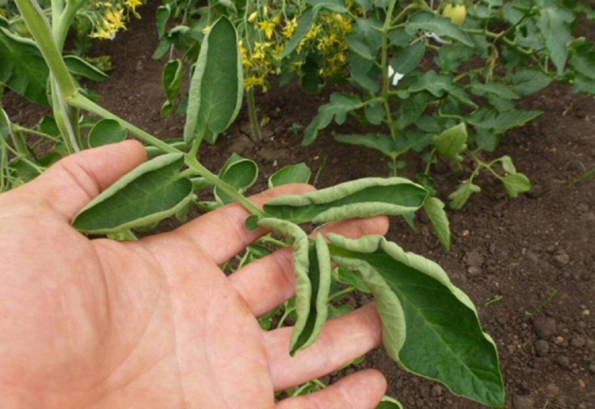 ������ ������������� ������ �������: ������� � ����������� �������