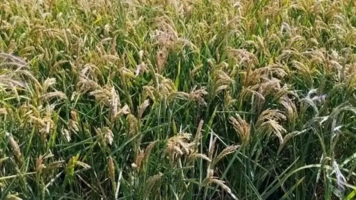 Цена на рис в мире опустилась до самого низкого уровня за последние 18 лет