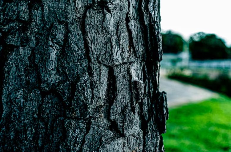 ����-����: ��� Beauveria bassiana �������� �������� ����������� � ���������