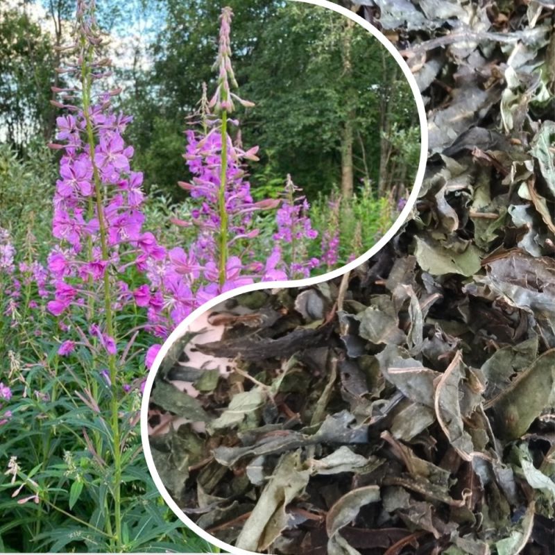 ��������� ����-���: ��� ����������� ������� ��� �������� � ����������