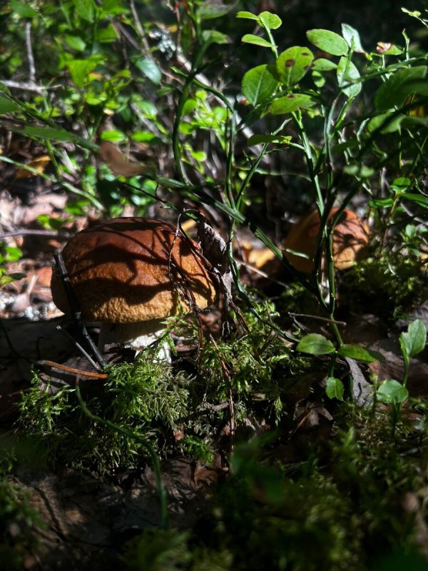 �����: ��� ������������ ������������ � �������� ���������