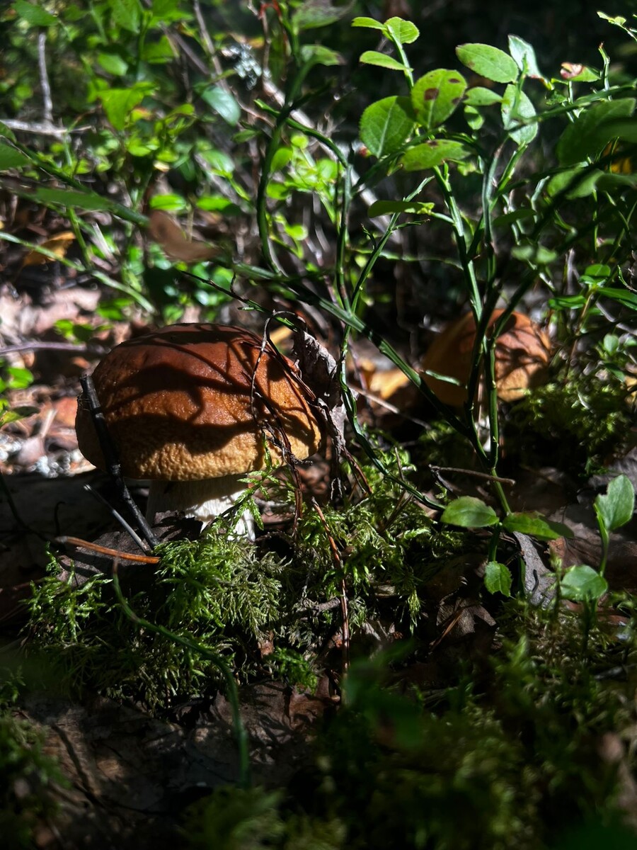 Грибы: Как наслаждаться деликатесами и избежать опасности