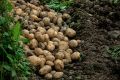 Где в России собрали рекордные объемы картофеля к 1 октября