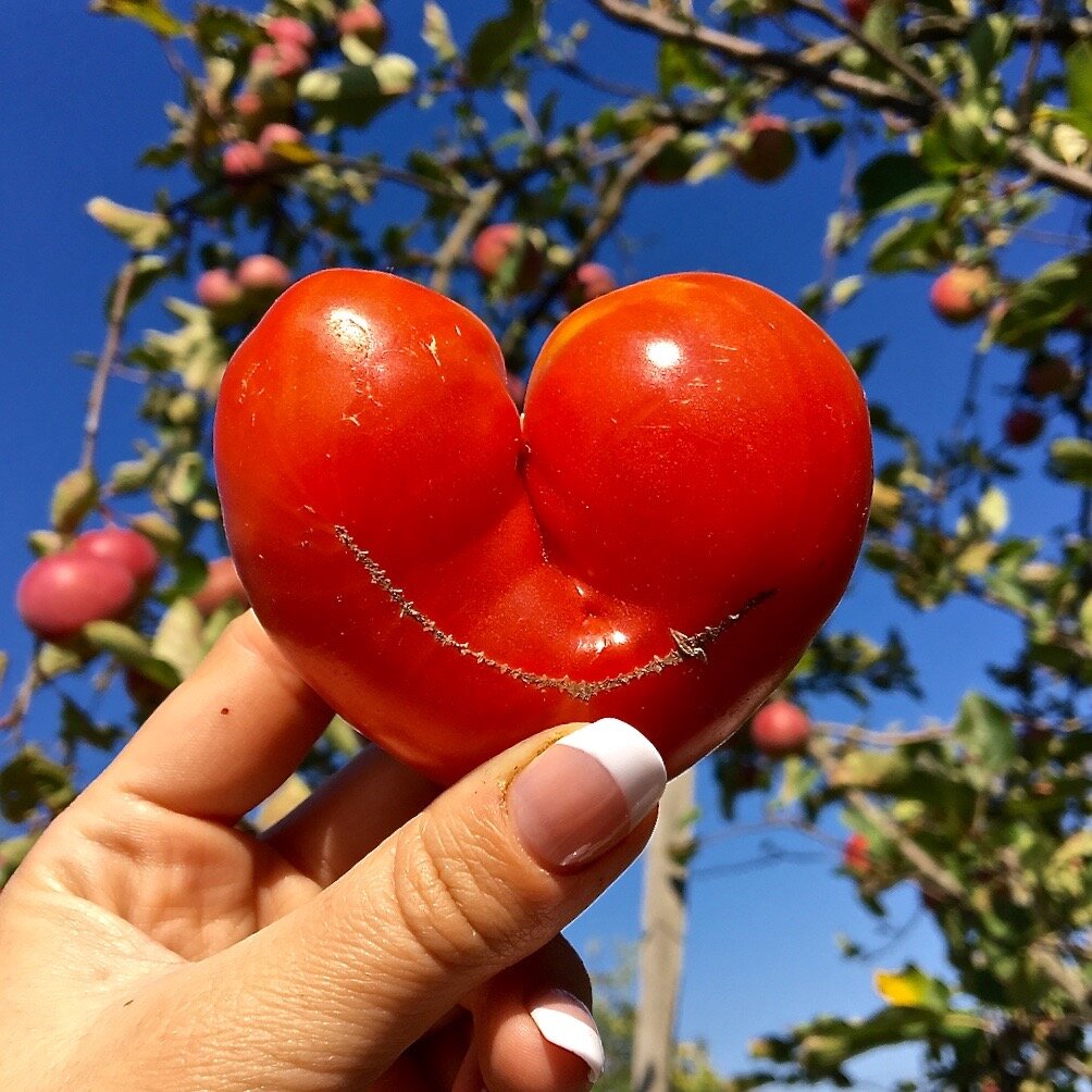 Помидоры: ягода, овощ или фрукт? Все, что вы хотите знать о любимом продукте