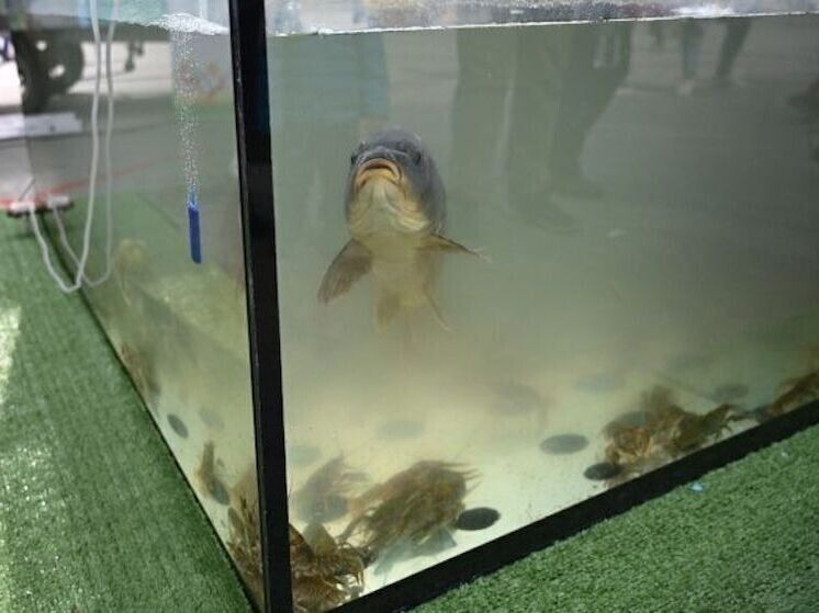 ������������ ���� �� ����� ����� ��������� � �����