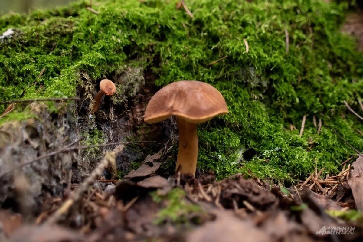 ������� ���: ��� ������ ������� ���������� � �����������