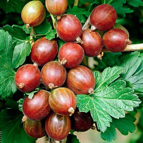 Лучшие сорта крыжовника для весеннего посева: выбираем с любовью