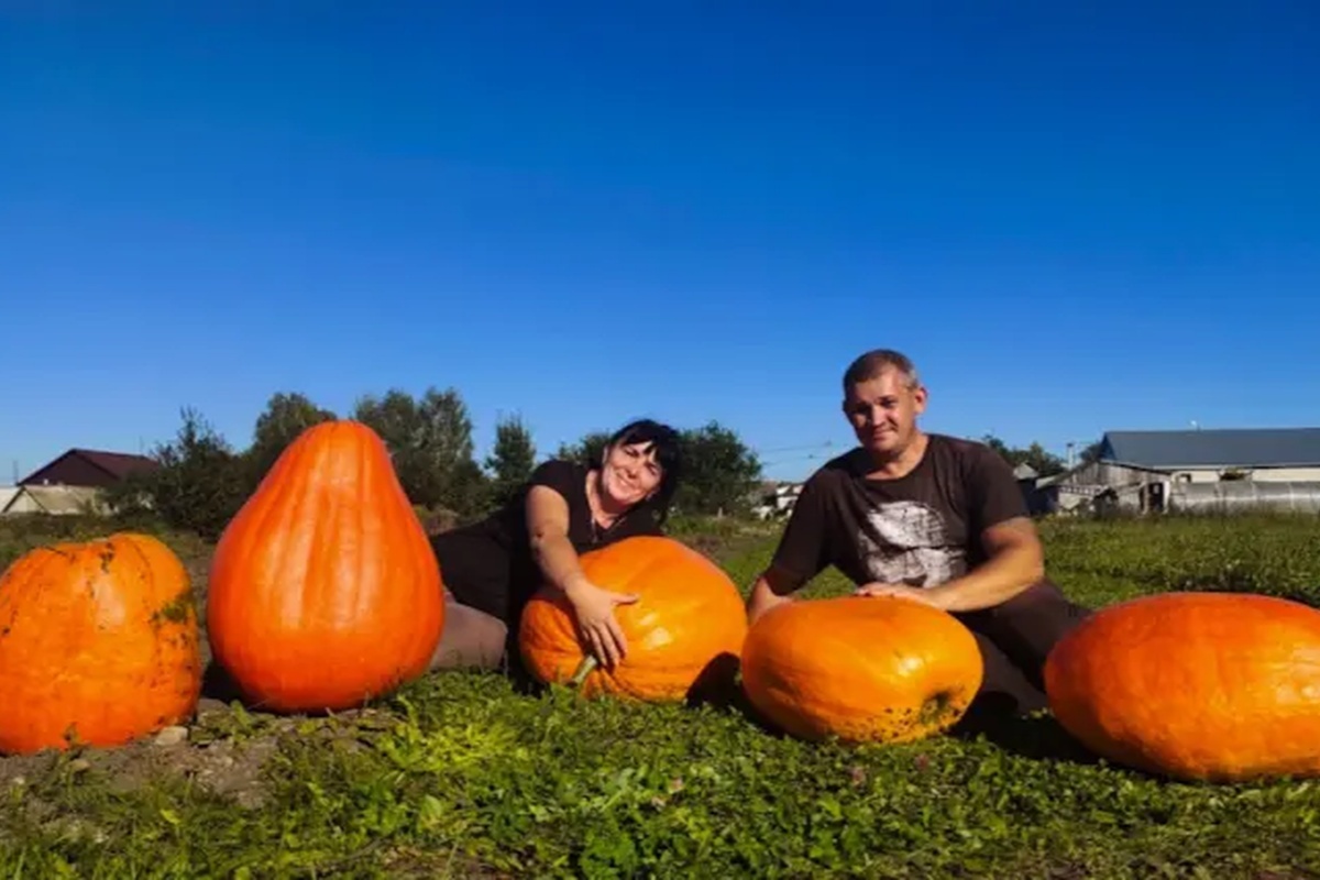 Чудо из Чамзы: огородники поставили новый рекорд по выращиванию тыквы