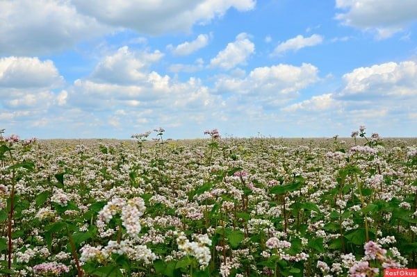 �������: ������ ������ � �������������