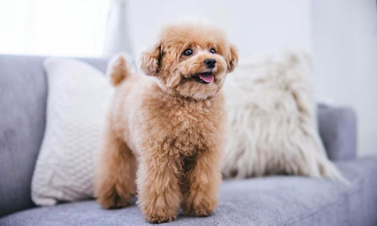 ���� ����� ��������� ����� ��� �������� ������ ����� ��������� � �������