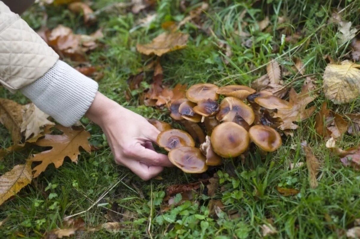 ���������� ���������, ����� ����� �������� ��������� ���� ������