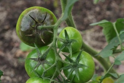 ��� ������ ������ �� ��������: ������ ��� ��������