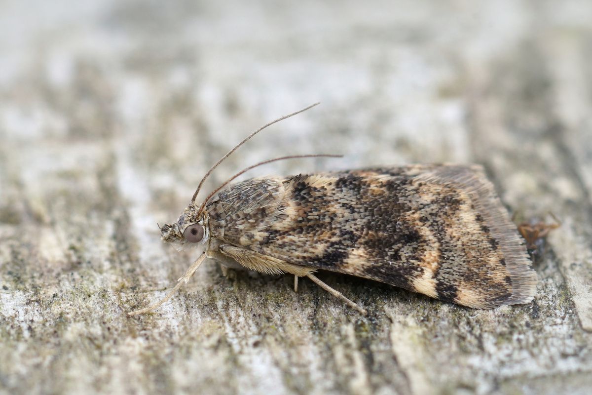 ������ ����� � �����: ��� �������� ���������� �� ���������� � ����