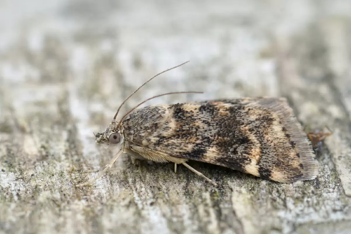 Тайная война с молью: как навсегда избавиться от вредителей в доме