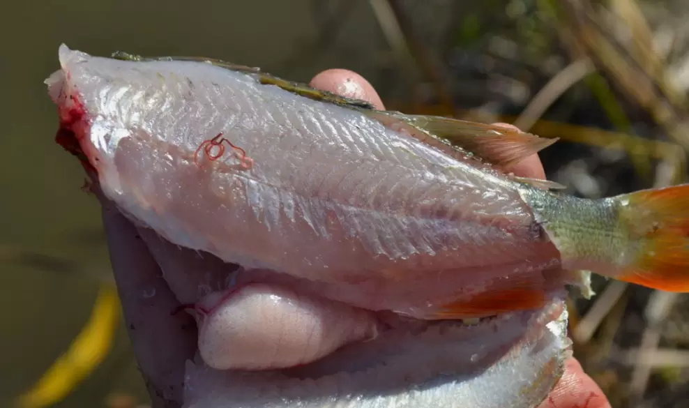 Описторхоз: Угроза, которую прячут в себе наши любимые рыбы