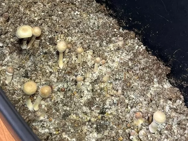 Во Владимире стартует судебный процесс над мужчиной за культивирование галлюциногенных грибов