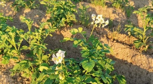 Мини-клубни картофеля: секреты роста и высокая цена